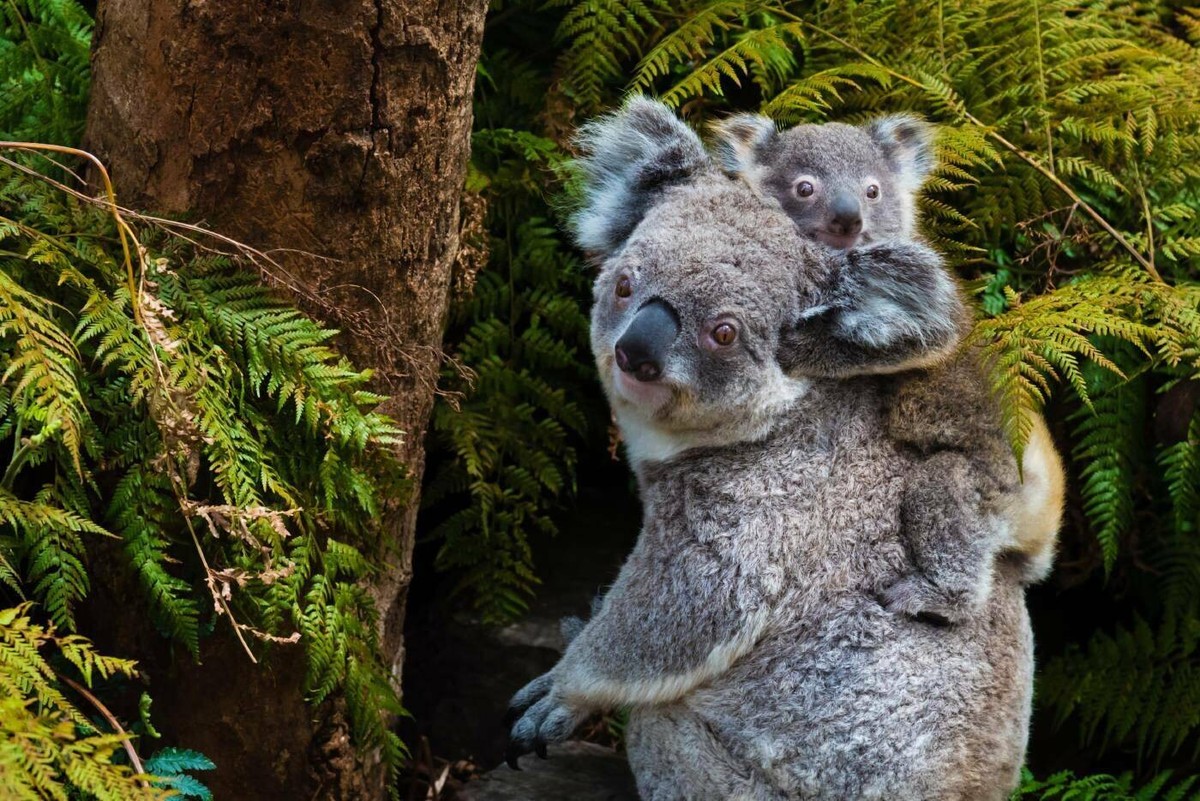 Australian koala bear native animal with baby, 07.11.2016 03:58:04, Copyright: xstanciucx Panthermedia19250561