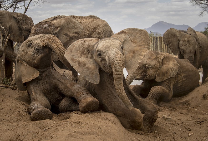 A feel-good dirt bath is just the thing in the heat of the day. A coating of soil helps protect sensitive elephant skin by acting as both sunscreen and insect repellent. Shaba (lying down) demonstrate ...