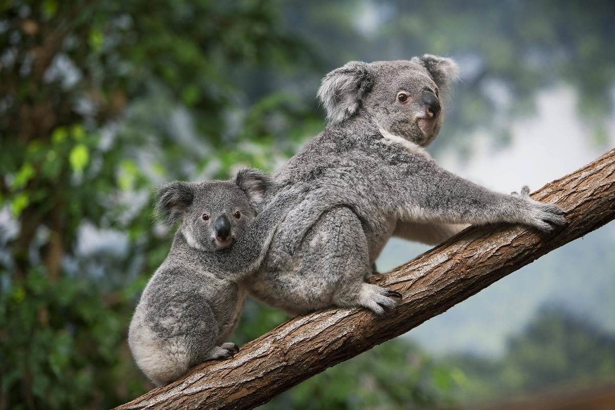 Koala Phascolarctos cinereus, Weibchen mit Jungtier auf dem Rücken *** Koala Phascolarctos cinereus , Female with Kitten at the Back Copyright: imageBROKER/G.xLacz ibllag08251952.jpg Bitte beachten Si ...