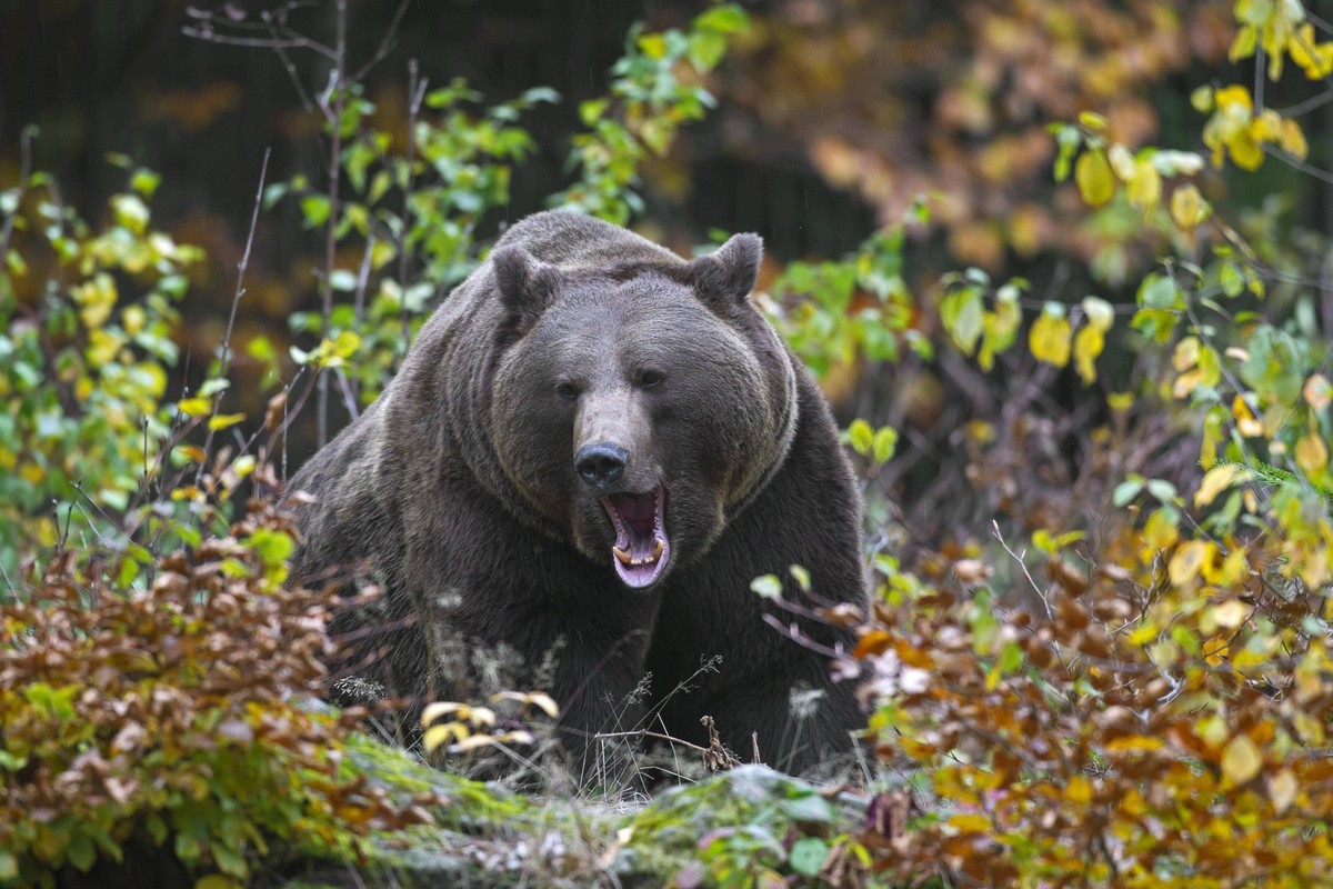 Braunbär Ursus arctos knurrt im Unterholz, Gestrüpp, Dickicht im Wald *** Brown bear Ursus arctos growls at Undergrowth, Scrub, Thicket at Forest Copyright: imageBROKER/alimdix/xArterra ibltsm09376734 ...