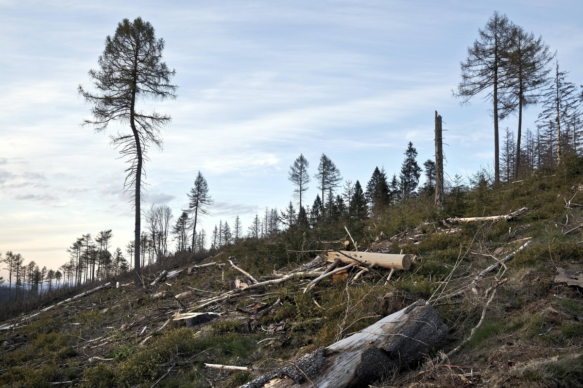 Gemeine Fichte, Gewoehnliche Fichte, Rotfichte, Rot-Fichte, Rottanne, Rot-Tanne Picea abies, Waldsterben im Eggegebirge, Deutschland, Nordrhein-Westfalen, Ostwestfalen, Velmerstot Norway spruce Picea ...