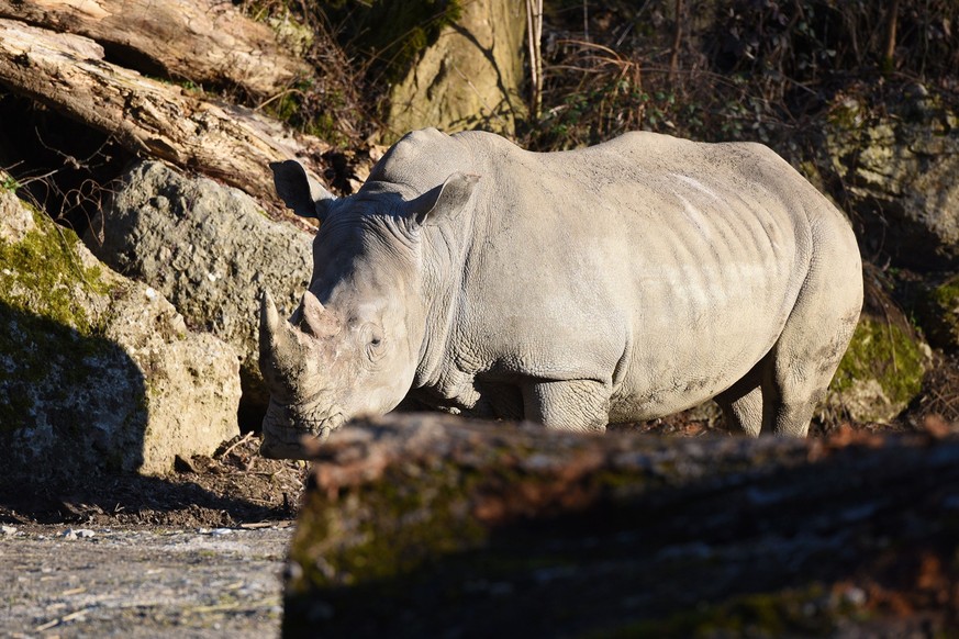 Breitmaul-Nashorn im Zoo Salzburg, o?sterreich, Europa - White rhinoceros in Salzburg Zoo, Austria, Europe, Breitmaul-Nashorn im Zoo Salzburg, o?sterreich, Europa - White rhinoceros in Salzburg Zoo, A ...