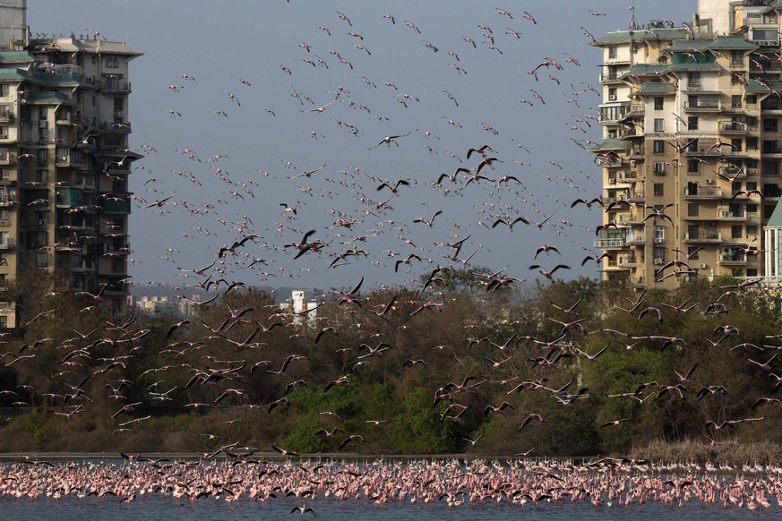 Ein regelmäßiges Spektakel: Flamingo-Schwärme bei einem See in Mumbai, Indien.