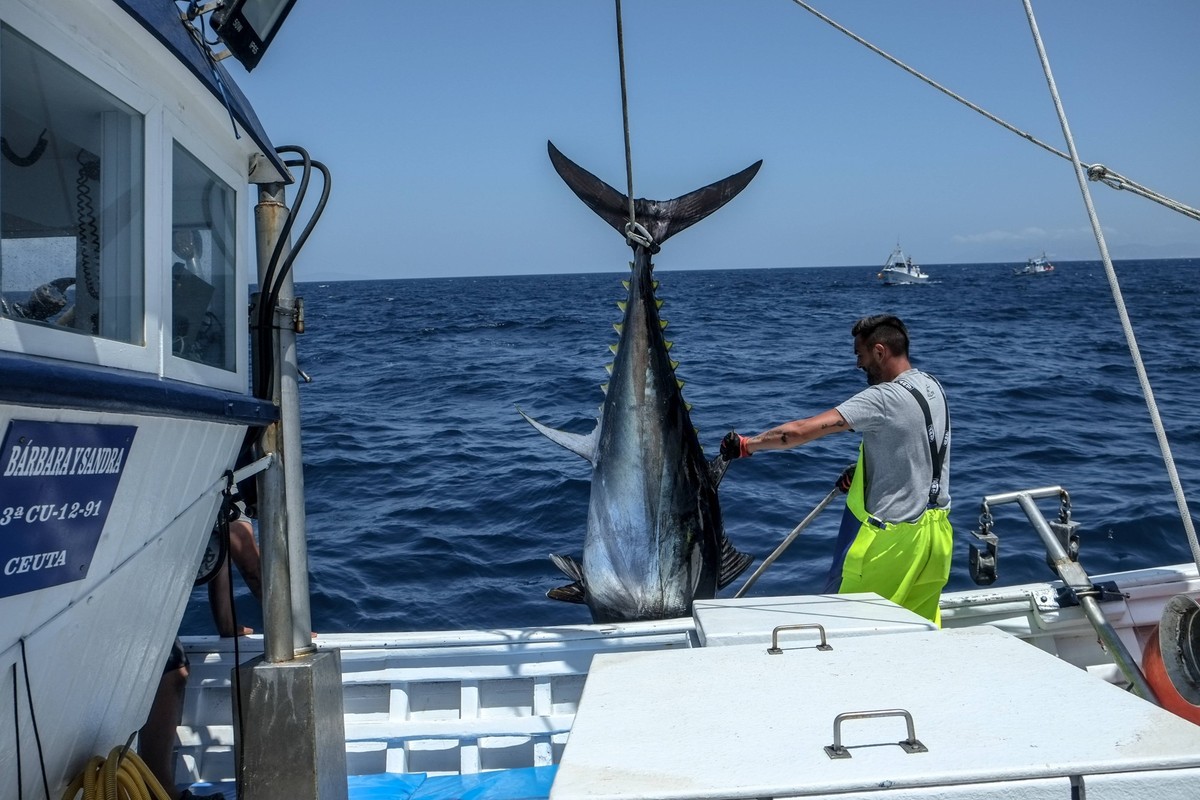 Unterwegs mit den Fischern der Firma JC Mackintosh, die in der Straße von Gibraltar Thunfisch fängt am 26. Juni 2020. Der Fang im Meer zwischen Marokko und Spanien boomt mehr denn je. Straße von Gibra ...