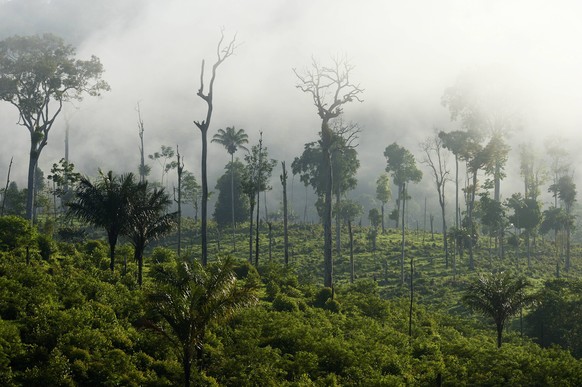 Brazil, Para, Itaituba, Amazon rainforest, slash and burn PUBLICATIONxINxGERxSUIxAUTxHUNxONLY FLKF000677

Brazil PARA Itaituba Amazon RAINFOREST Slash and Burn PUBLICATIONxINxGERxSUIxAUTxHUNxONLY FL ...