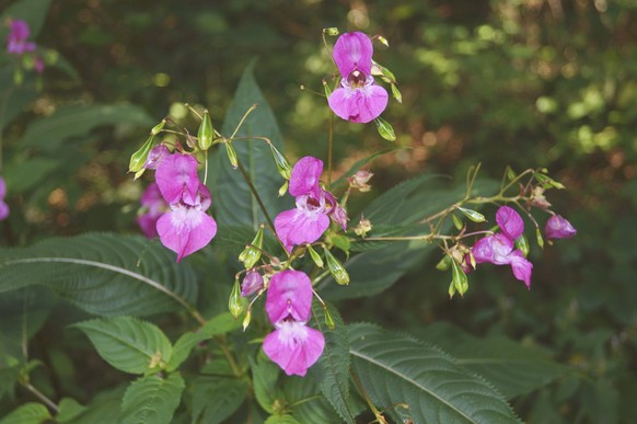 Druesiges Springkraut, Indisches Springkraut Impatiens glandulifera, bluehend, Deutschland Himalayan balsam, Indian balsam, red jewelweed, ornamental jewelweed, policeman s helmet Impatiens glandulife ...