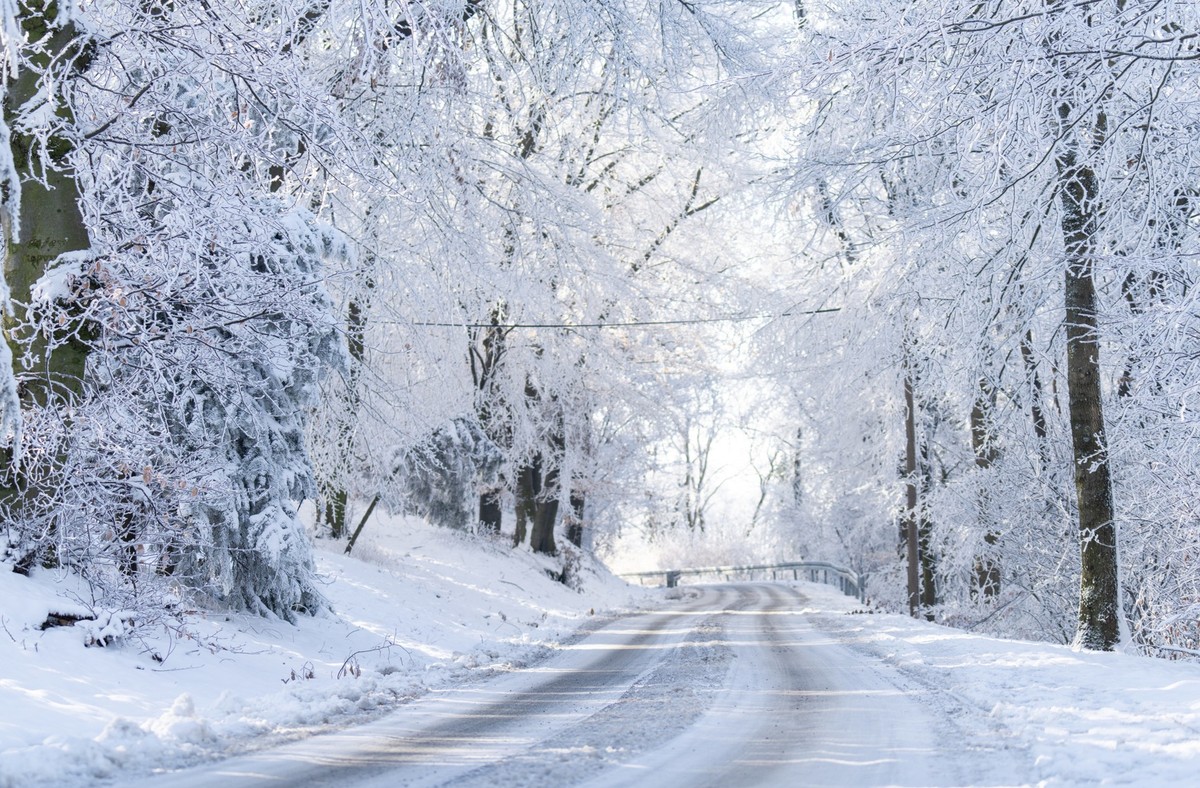 Snow covered branches of the pine trees in the winter mountain forest. Winter nature landscape.
