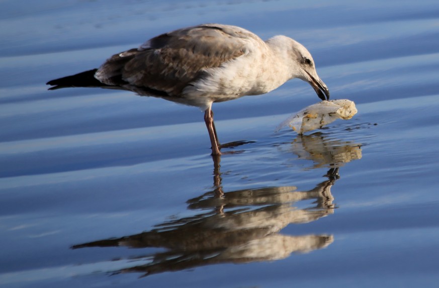 Plastikgeschirr adieu? 6 Antworten auf die Frage, wie die EU Müll im Meer
eindämmen will