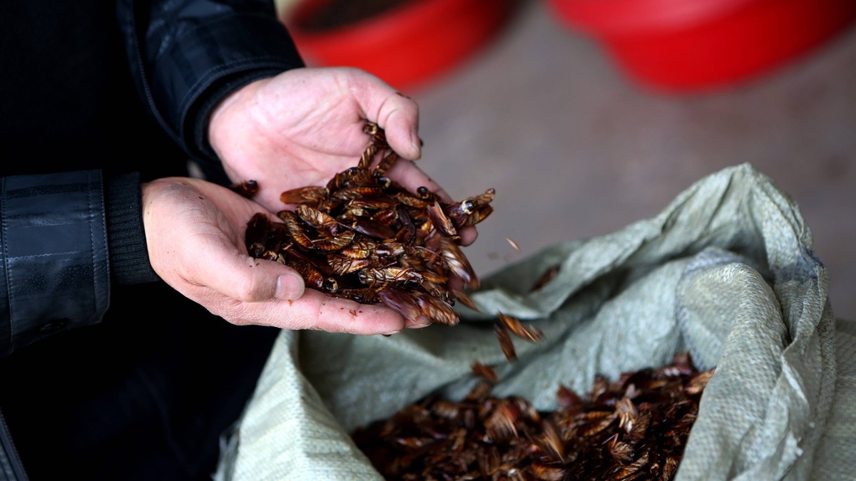Urlaub: Invasive Kakerlake breitet sich auf den Kanaren aus