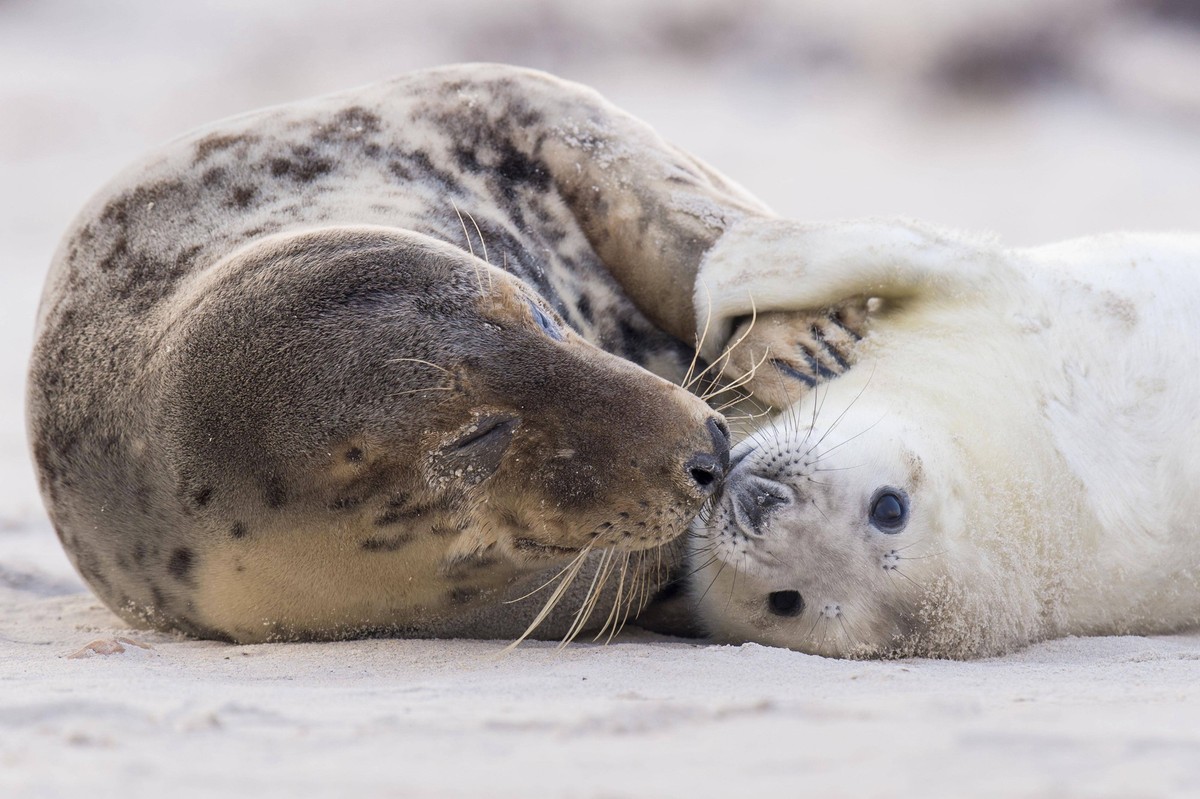 Kegelrobbe Halichoerus grypus, Helgoland, Schleswig-Holstein, Deutschland, Europa *** Grey seal Halichoerus grypus , Helgoland, Schleswig Holstein, Germany, Europe Copyright: imageBROKER/W.xRolfes ibl ...