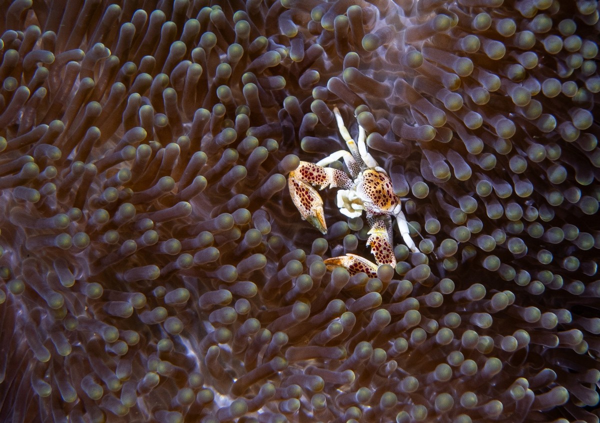 A Porcelain Crab on an Anemone on a reef in Dauin, Negros, Philippines on February 2025. Photo by Christophe Geyres/ABACAPRESS.COM