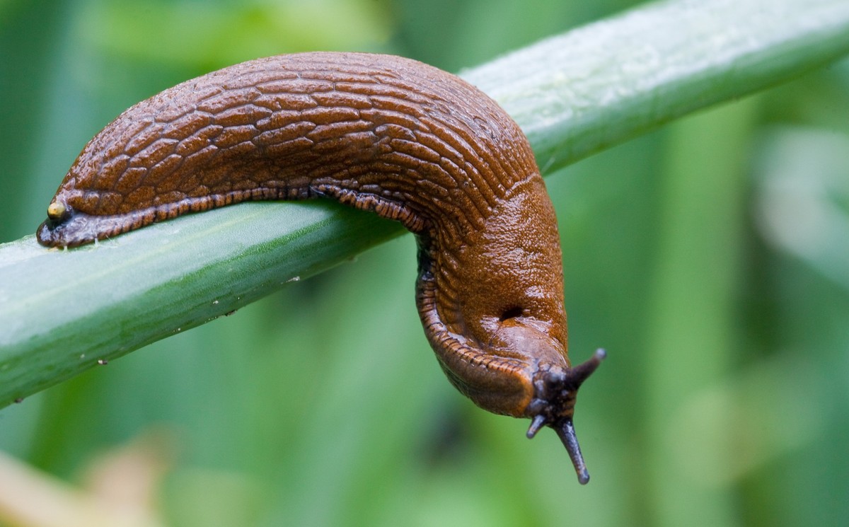 ARCHIV - 05.07.2009, Brandenburg, Frankfurt\oder: Eine Spanische Wegschnecke, auch Nacktschnecke genannt, kriecht �ber Zwiebellauch in einem Garten in Frankfurt (Oder). Laut einer G�rlitzer Biologin b ...