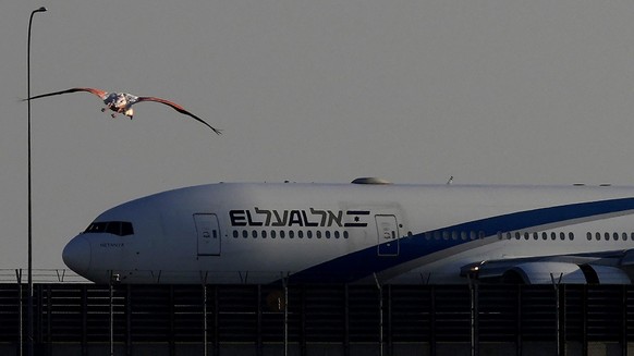A flamingo flies in front of a passenger aircraft belonging to the Israel&#039;s national airline El Al as landing at Larnaca international airport, Monday, Jan. 27, 2025. (AP Photo/Petros Karadjias)