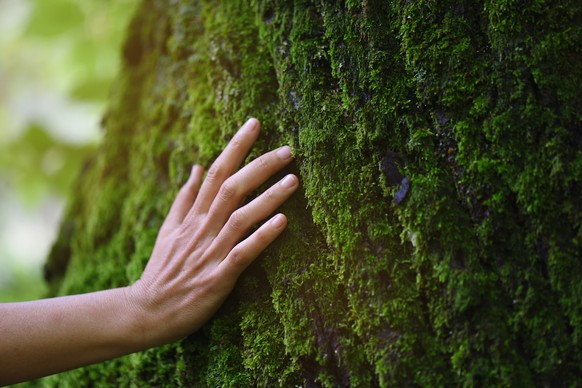 Touch of fresh moss in the forest