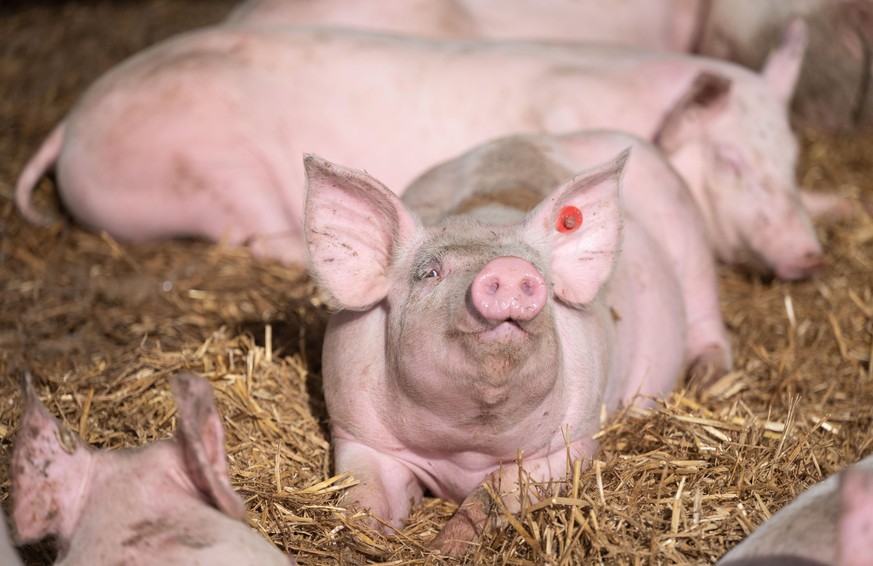 Schweine liegen in der Bucht eines Tierwohl-Schweinestalls. Der Stall ist einer von mehreren neuen, besonders tiergerechten Schweineställen im Landkreis Göppingen, aus denen Schweine über mehrere regi ...