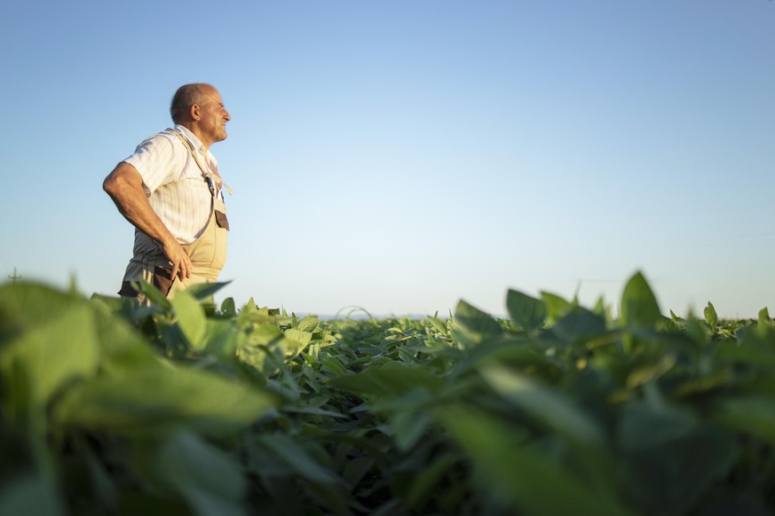 Senior hardworking farmer agronomist in soybean field looking in the distance. Organic food production and cultivation.