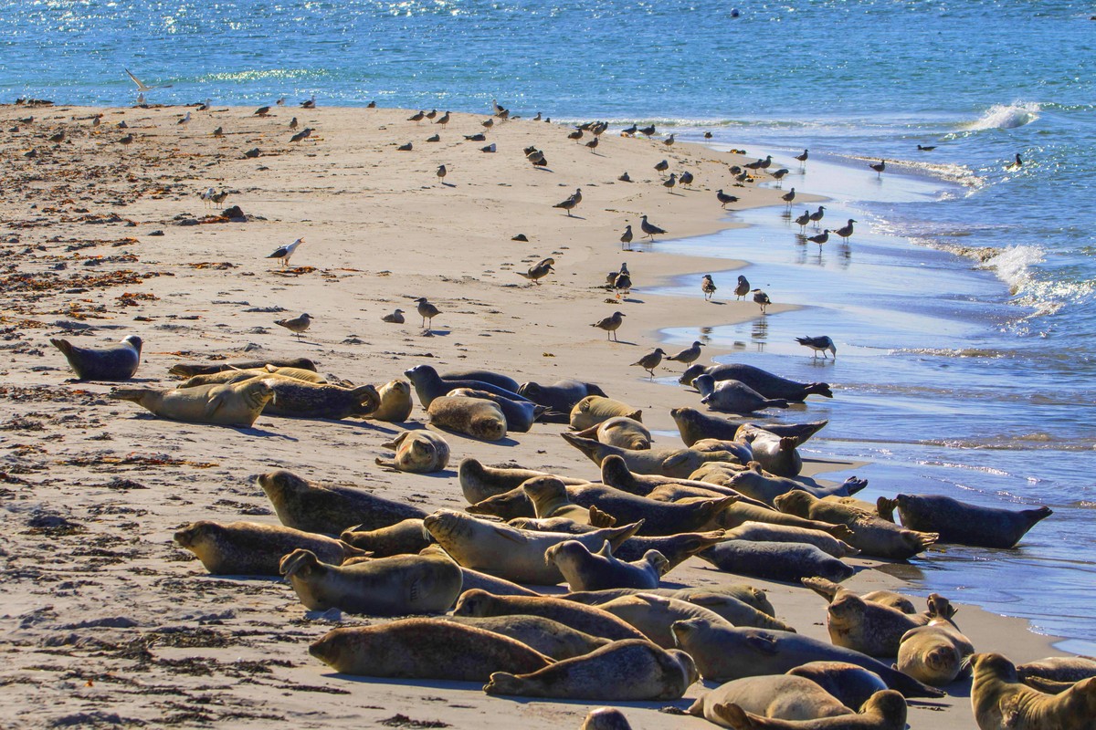 In großen Scharen ruhen sich die Kegelrobben auf kleinen Sandbänken oder Stränden aus.