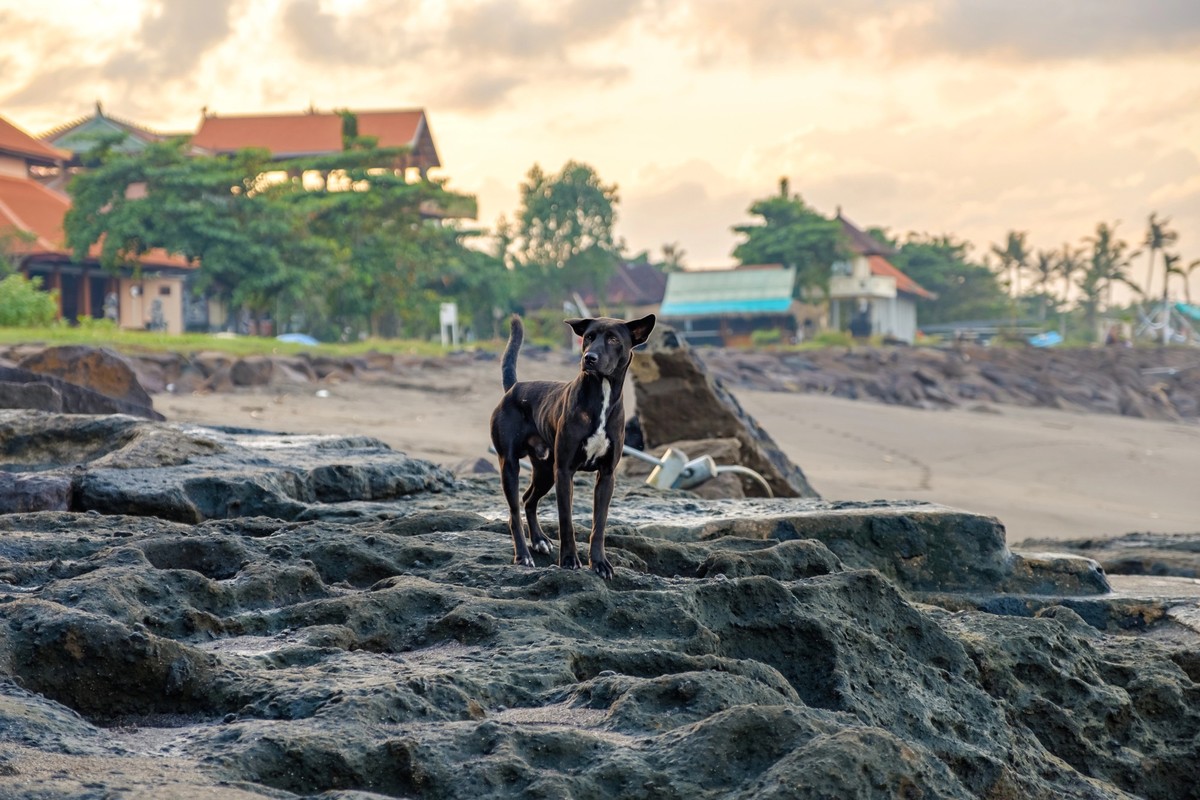 A black stray dog stands on stones at sunrise on the seashore. Seseh, Bali, Indonesia