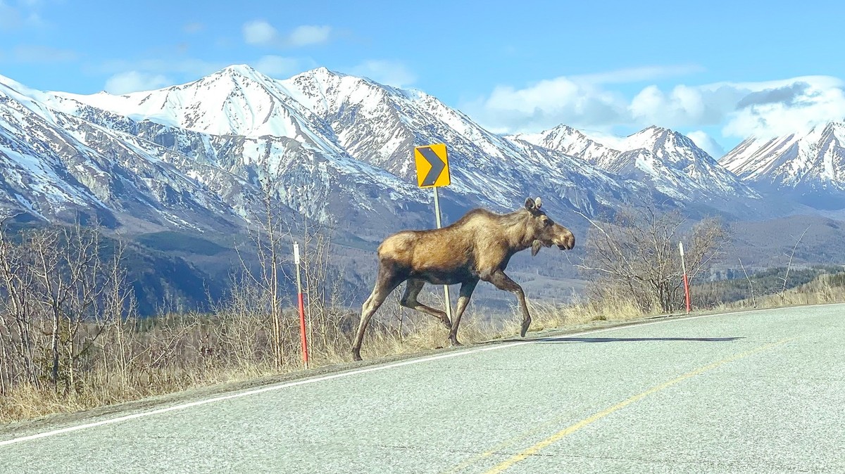 A moose stand with a backdrop of the Chugach Mountains as a backdrop. Springtime in Alaska has arrived and the moose add to the beauty of the day. Moose often run across the road causing a danger to t ...