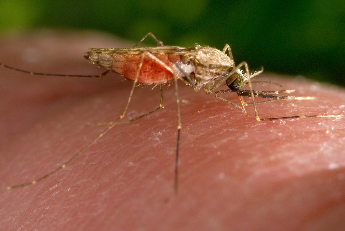 HANDOUT - 27.06.2023, USA, -: Dieses von den US-Zentren für Seuchenkontrolle und -prävention 2014 zur Verfügung gestellte Foto zeigt eine weibliche Anopheles-gambiae-Mücke bei der Nahrungsaufnahme.

N ...