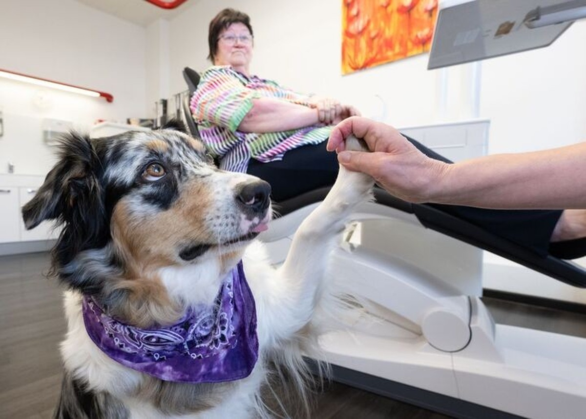 Hündin Anouk arbeitet als Therapiehund in einer Zahnarztpraxis in Gießen.