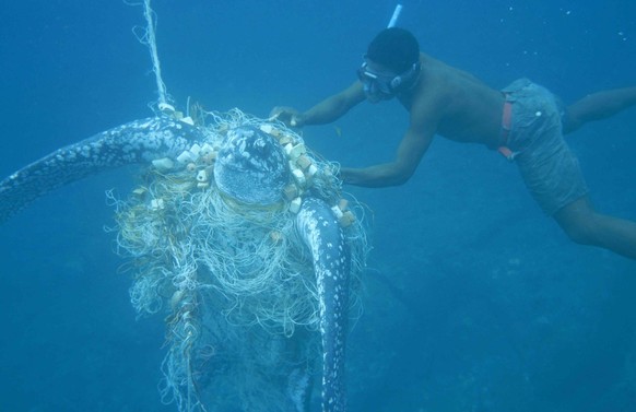 Tortue luth femelle prise dans un filet aprËs avoir pondu ; et plongeur venant la libÈrer