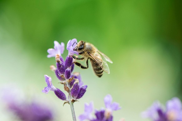 80 Prozent der landwirtschaftlichen Erträge im Pflanzen- und Obstbau hängen in Deutschland von der Bestäubung von Bienen und anderen Insekten ab.