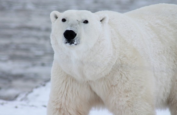 In Alaska hat sich der erste Eisbär mit der Vogelgrippe infiziert und ist daran gestorben.