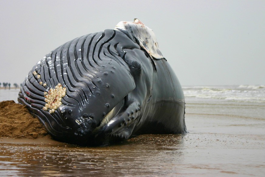 Buckelwal, Buckel-Wal (Megaptera novaeangliae), angespuehlter Kadaver an einem Strand, Vorderansicht, Niederlande humpback whale (Megaptera novaeangliae), washed up cadaver on a beach, front view, Net ...