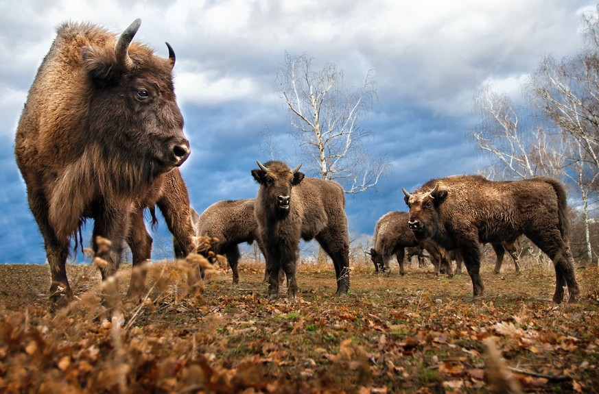 Bisons leisten einen wertvollen Beitrag zum Erhalt der Artenvielfalt.
