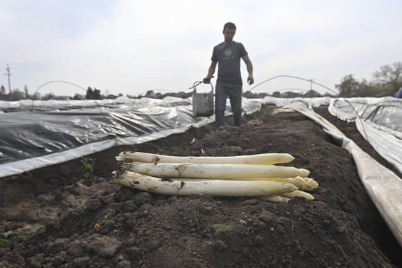 News Bilder des Tages Harvest worker of the Cesky chrest Czech asparagus company works in the field in Hostin u Vojkovic, Czech Republic, April 14, 2022. CTKxPhoto/VitxSimanek CTKPhotoP2022041406005 P ...