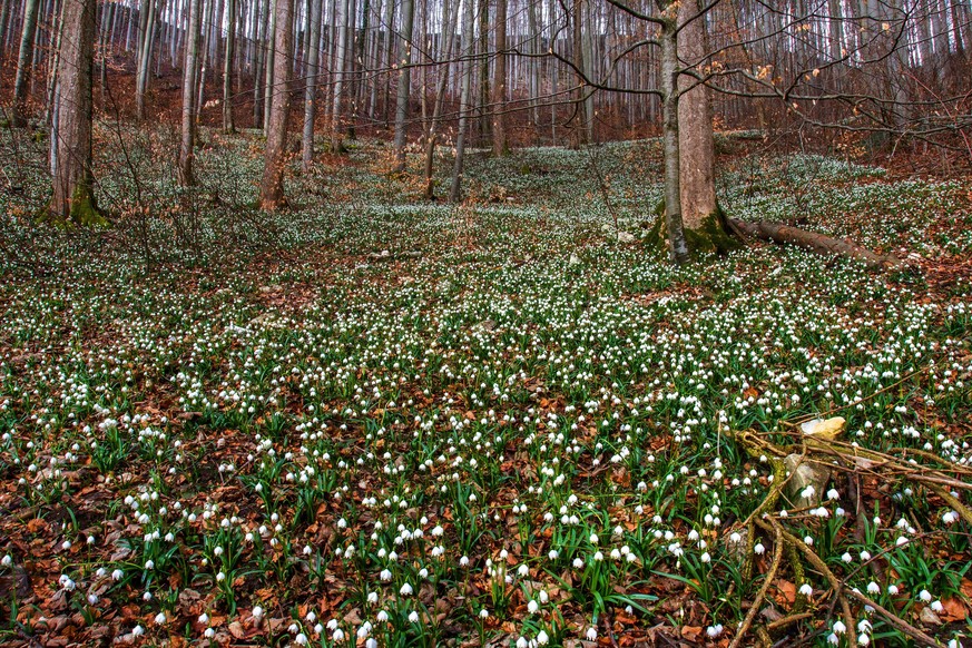 Maerzenbecher, Maerzbecher, Fruehlings-Knotenblume, Fruehlingsknotenblume, Schneerose, Maerzgloeckchen (Leucojum vernum), bluehend im Wald, Deutschland, Baden-Wuerttemberg spring snowflake (Leucojum v ...