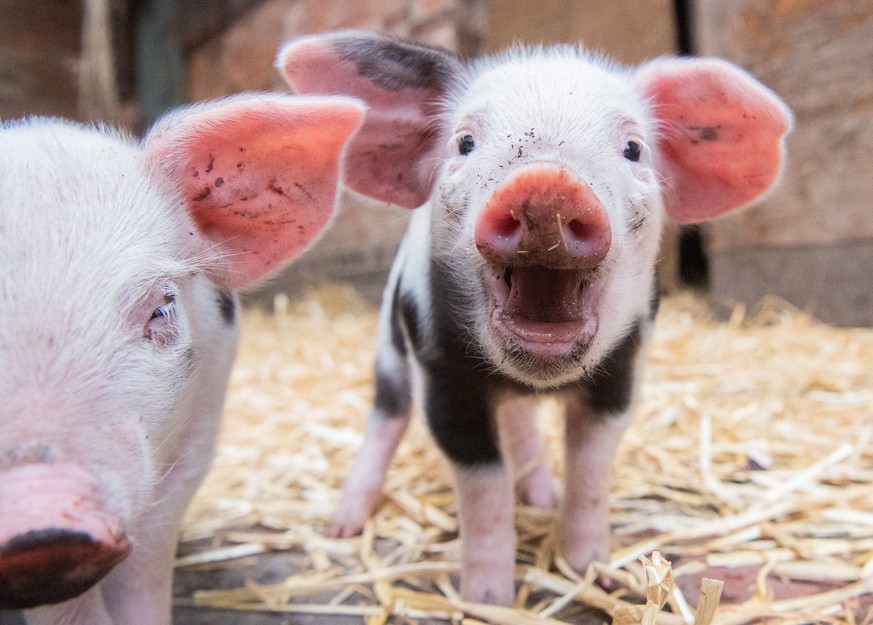 Hannover Diese Sussen Schweinchen Verschonern Deinen Watson