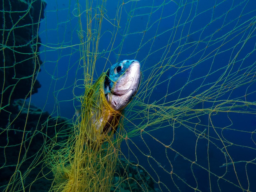 Two banded sea bream caught in ghost nets