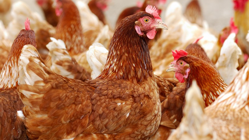 Lots of chicken at an organic farm.