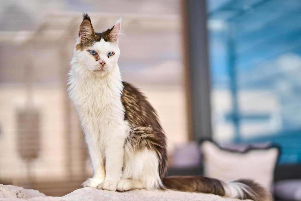 PRODUKTION - 29.08.2025, Rheinland-Pfalz, Koblenz: Die Katze «Kaiserin» hat die Ohren gespitzt, als ihr vorgelesen wird. Die Aktion soll den Kindern helfen, ihre Scheu beim Vorlesen zu überwinden und  ...
