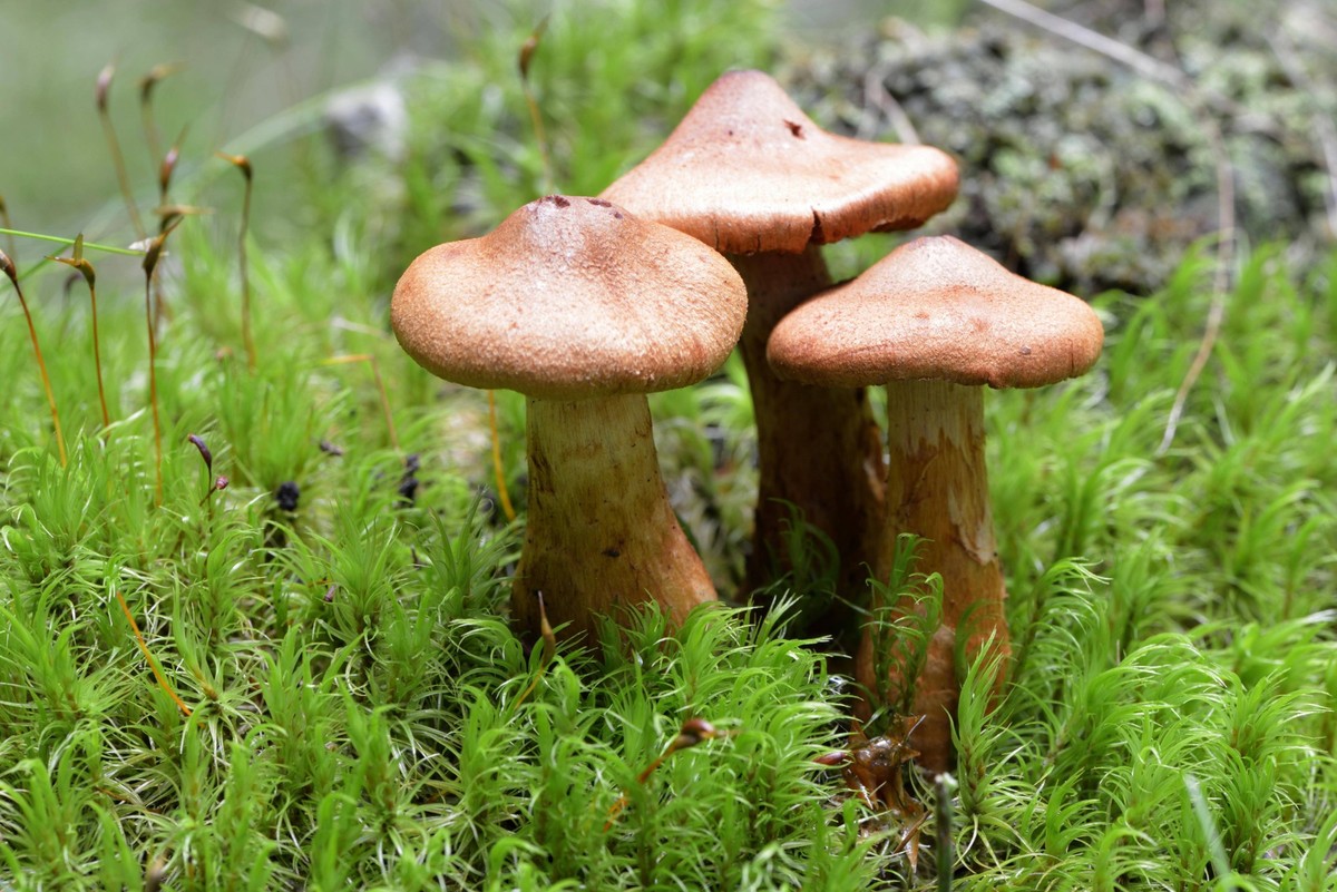 Spitzgebuckelter Rauhkopf Cortinarius rubellus *** Pointed humpback Cortinarius rubellus Copyright: imageBROKER/O.xDiez ibldzo05160777.jpg Bitte beachten Sie die gesetzlichen Bestimmungen des deutsche ...