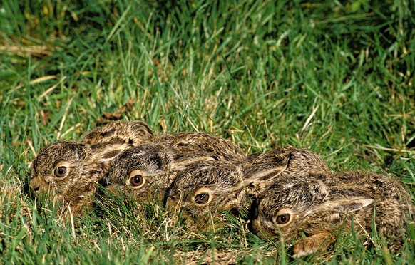 EUROPEAN BROWN HARE lepus europaeus, YOUNGS STANDING ON GRASS