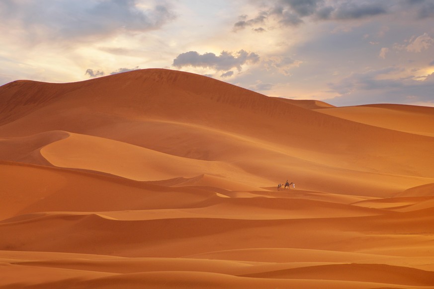 Camel going through the sand dunes on sunrise, Gobi desert Mongolia Fes, Fez-Mekns, Morocco CR_NVIMDU210608B-759693-01