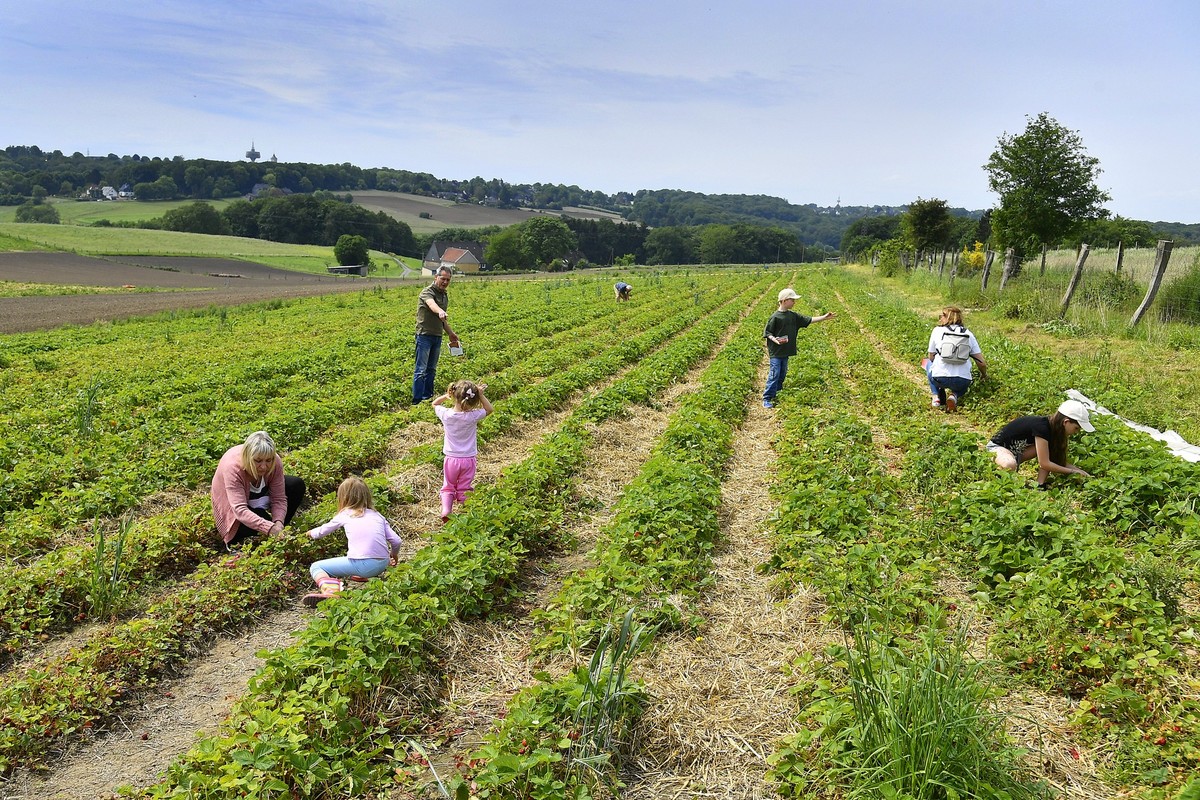 Selbstpfluecker Erdbeerfeld in Sprockhoevel ** NUR FUeR REDAKTIONELLE ZWECKE ** EDITORIAL USE ONLY **&lt;p&gt;Viele Erdbeerfreunde nutzen bei strahlendem Sonnenschein die Moeglichkeit, am 21.05.2024 i ...