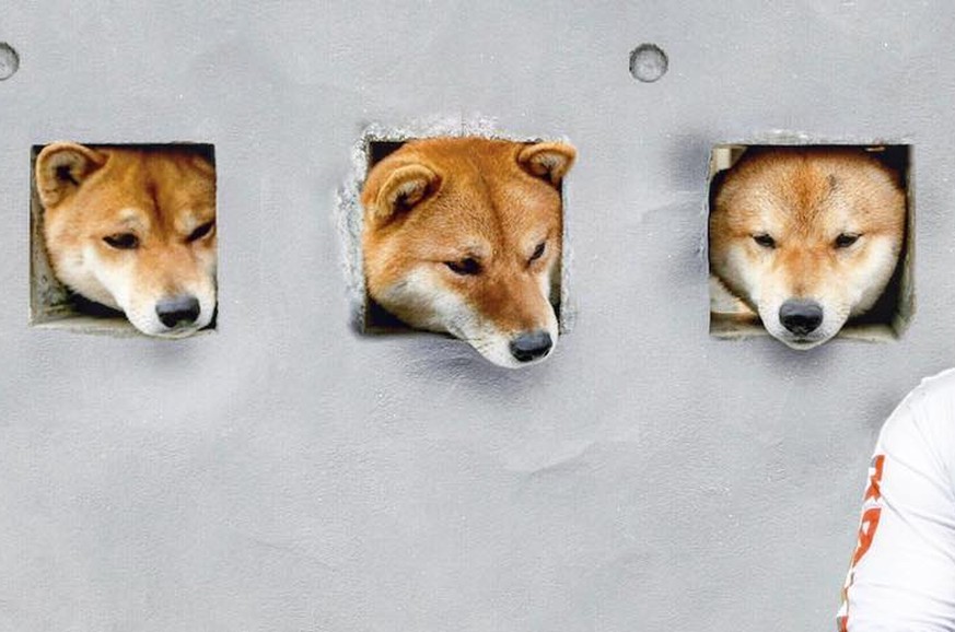 Cuteness Overload: Diese Hunde sind Japans süßeste Touristen-Attraktion