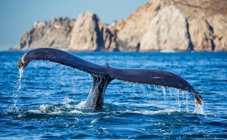 Tail of the humpback whale. Mexico. Sea of Cortez. California Peninsula . An excellent illustration.