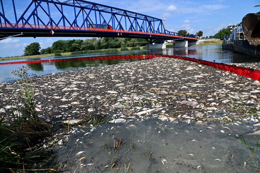 15.08.2022, Polen, Krajnik Dolny: Tote Fische schwimmen an der Wasseroberfläche des deutsch-polnischen Grenzflusses Oder. Die Umweltorganisation Greenpeace hält zwei Kohle- und Bergbaukonzerne für die ...