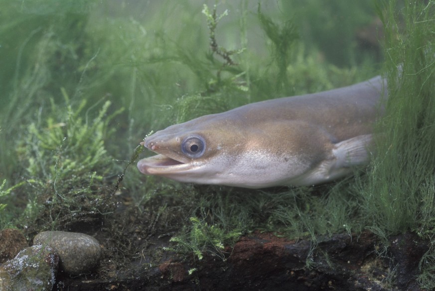 Viele Menschen finden Aale gruselig, dabei sind die Tiere ganz harmlos.