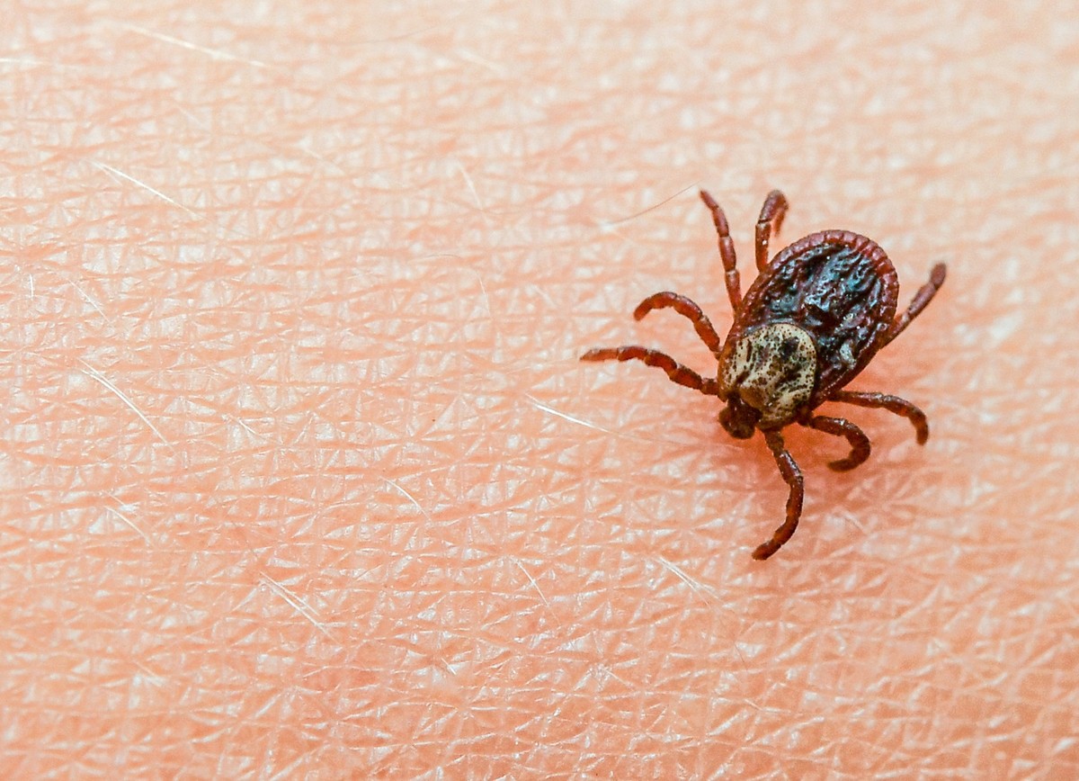 ARCHIV - Borreliose und FSME: