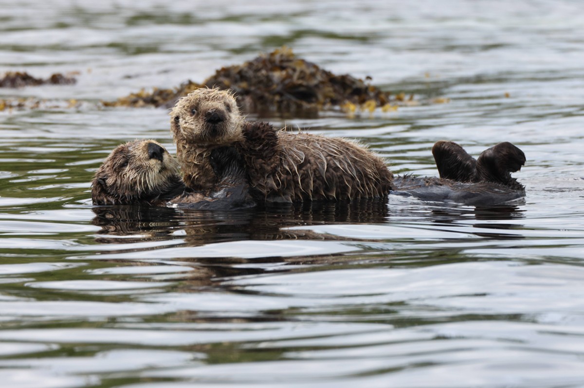 Sea Otter (Enhydra lutris) Vancouver Island, British Columbia, Canada Sea Otter (Enhydra lutris) Vancouver Island, British Columbia, Canada Copyright: xZoonar.com FrankxFichtmuellerx 20689630