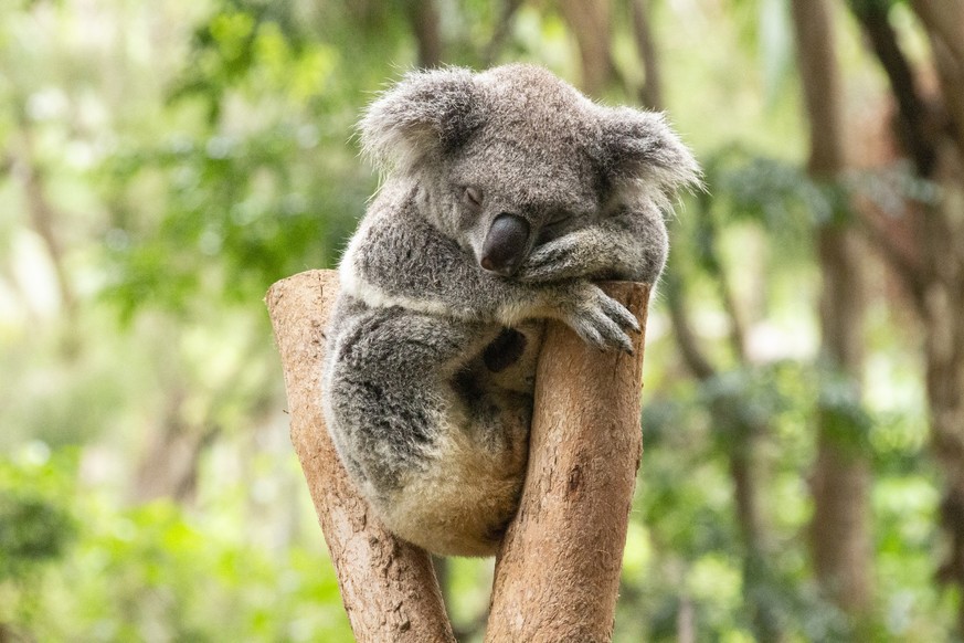 Cute koala sleeping in a tree.