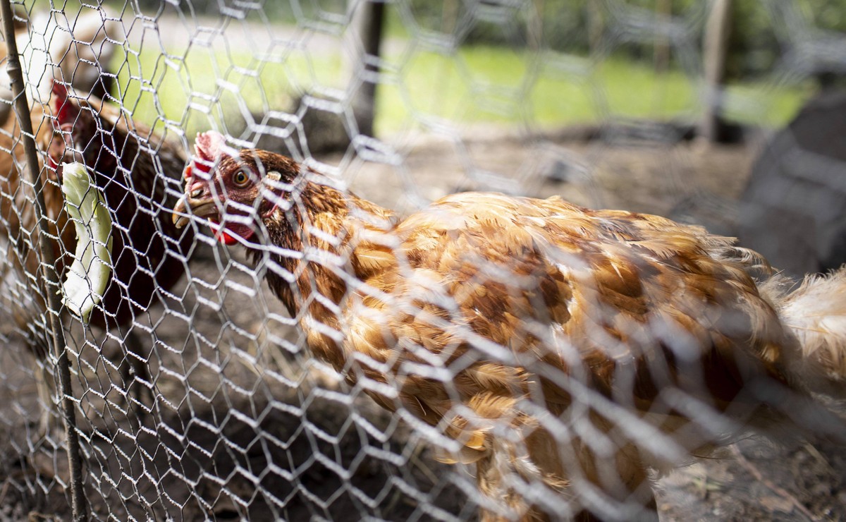 Huehner in einem Gehege, Oostkapelle, 21.06.2020. Oostkapelle Niederlande *** Chickens in an enclosure, Oostkapelle, 21 06 2020 Oostkapelle Netherlands Copyright: xUtexGrabowsky/photothek.netx