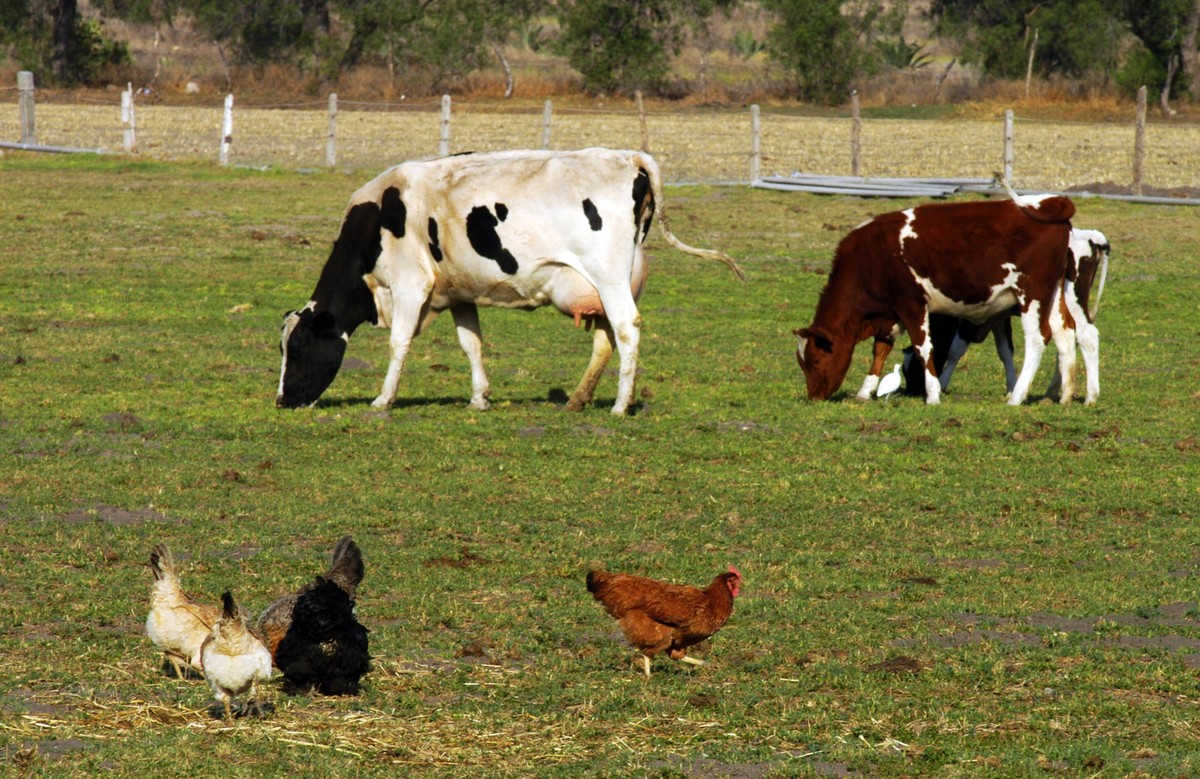 Animals on farm Brown, black and white hens and two cows on field PUBLICATIONxINxGERxSUIxAUTxONLY Copyright: xhaak78x 1085700