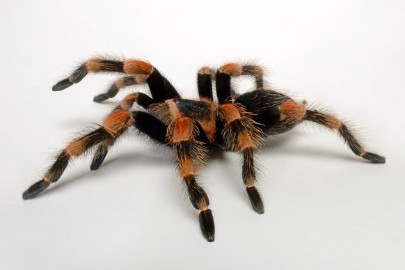 Mexikanische Rotknie-Vogelspinne, Mexikanische Rotknievogelspinne, Rotknie-Vogelspinne, Rotknievogelspinne, Rotfuessige Vogelspinne (Brachypelma smithi), Freisteller, Mexiko Mexican redknee tarantula  ...